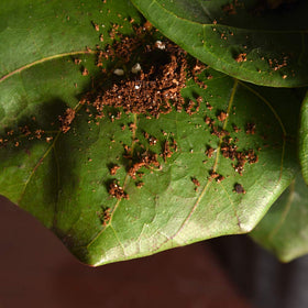 Perfect Plants lightweight formula promoting healthy root growth and drainage.