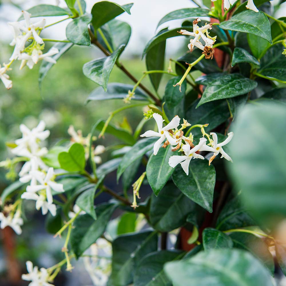Perfect Plants Liquid Jasmine Fertilizer used indoors and outdoors for jasmine.