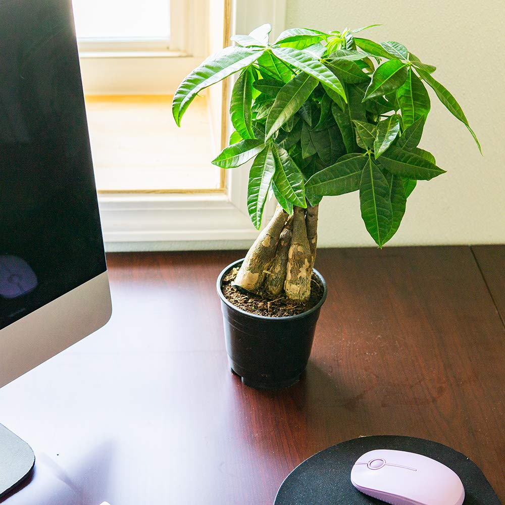 Pour-ready bottle demonstrates easy application on money trees