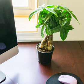 Pour-ready bottle demonstrates easy application on money trees