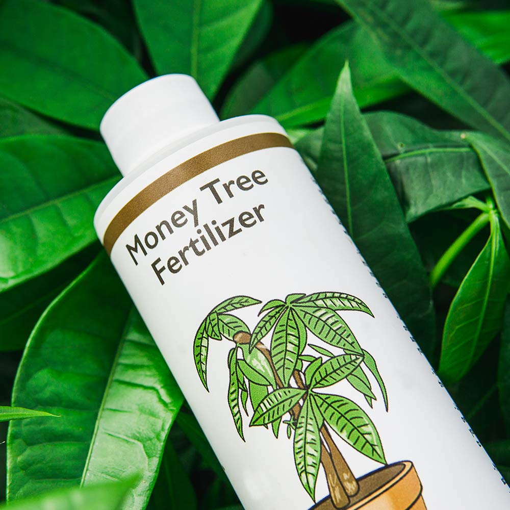 Measuring spoon for precise containerized money tree feeding