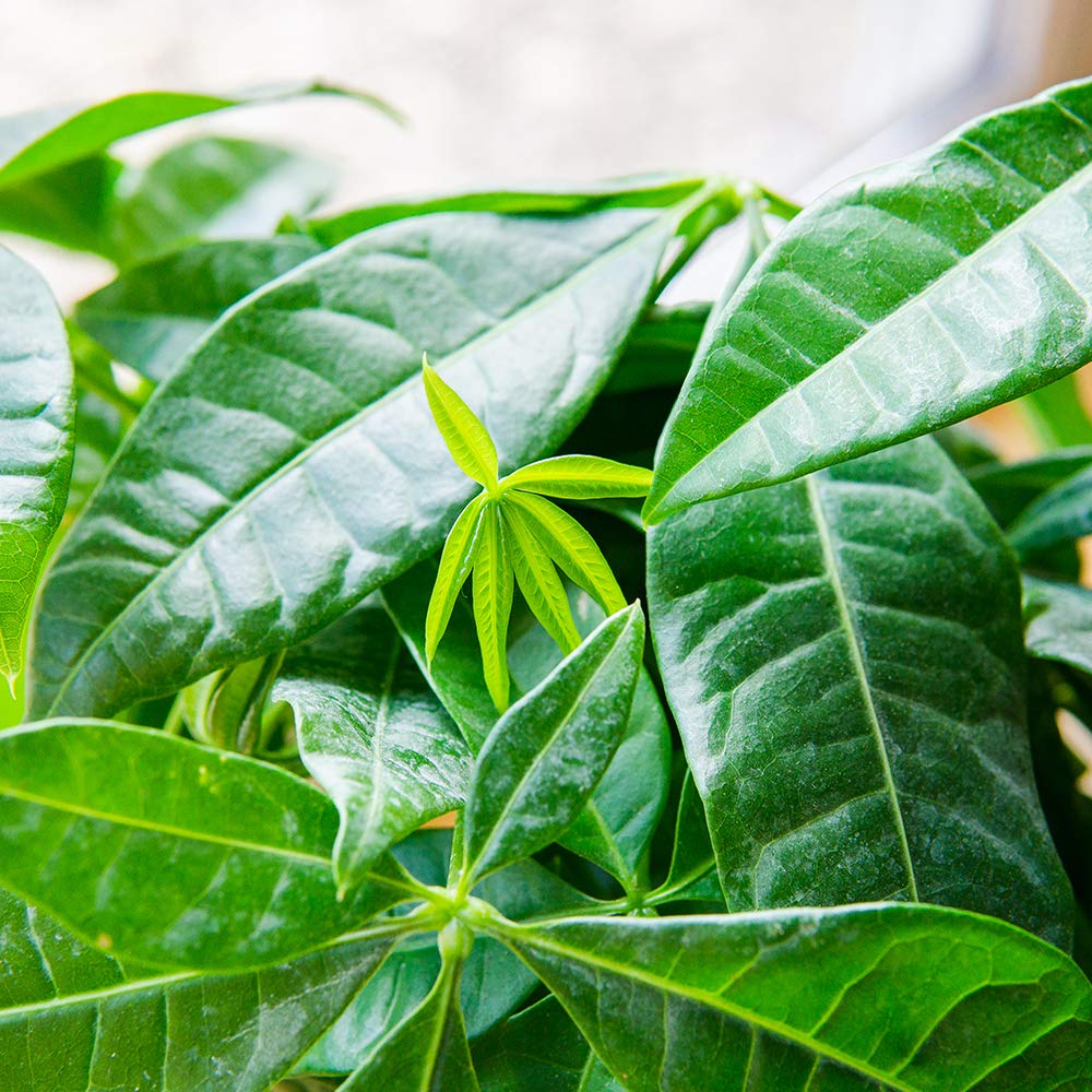 Money tree in pot with fertilizer bottle shows lush leaves