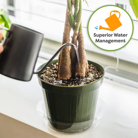 Perfect Plants money tree in pot setup showing balanced indoor soil medium.