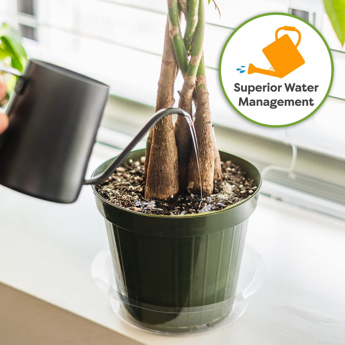 Perfect Plants money tree soil promotes strong roots and healthy lush growth.