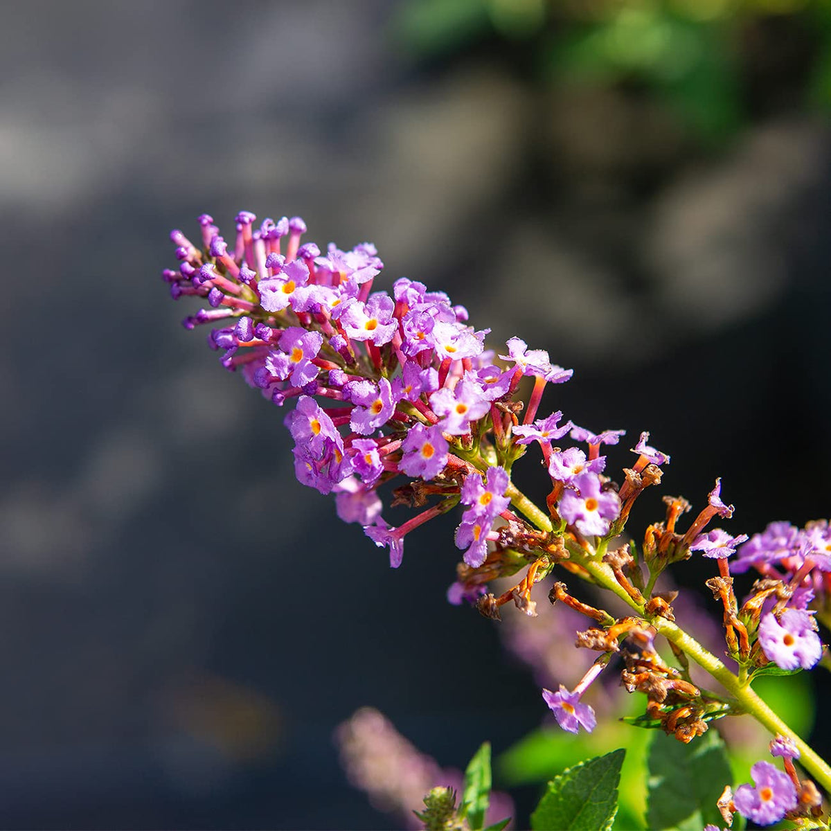 Perfect Plants Nanho Butterfly Shrub performs well in sunny borders and foundations.