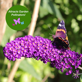 Perfect Plants Nanho Butterfly Shrub's fragrant blooms add a honey-scented touch.