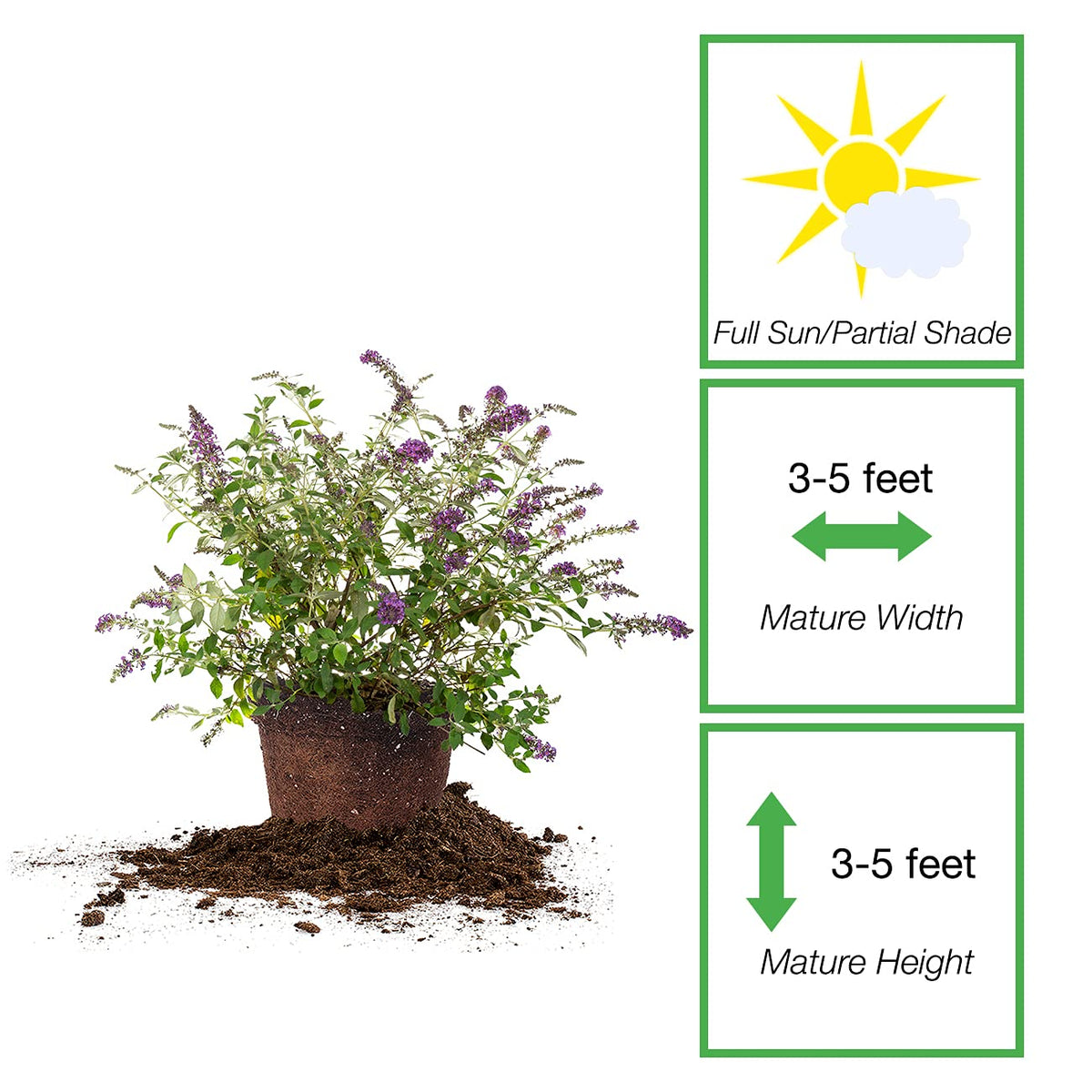 Perfect Plants Nanho Butterfly Shrub purple flower heads attract essential pollinators.