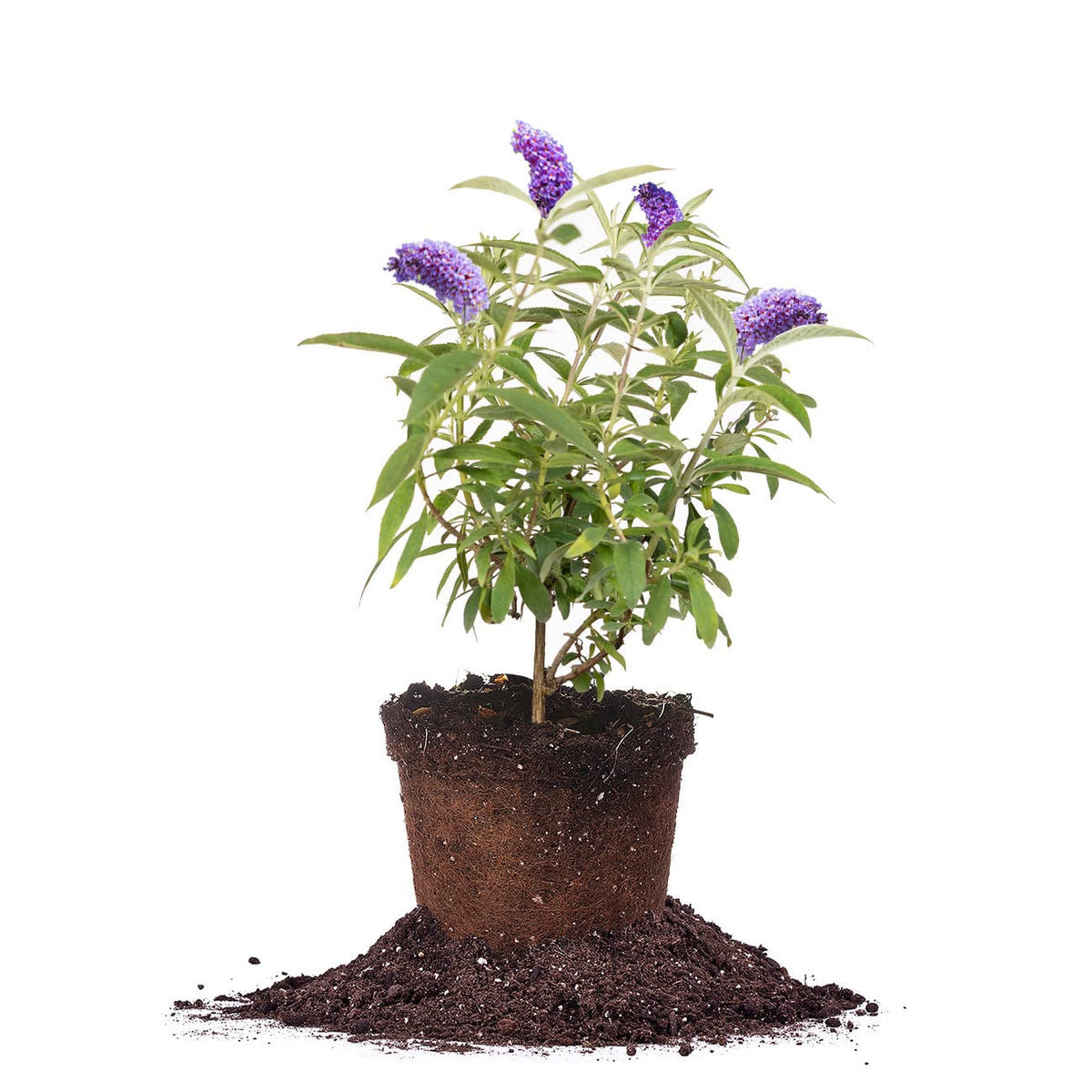 Perfect Plants Nanho Butterfly Shrub in a sunlit bed enhances curb appeal.