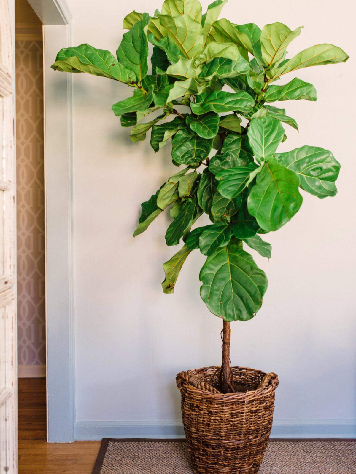 Perfect Plants slow-release 6-month formula supports indoor and outdoor ficus.