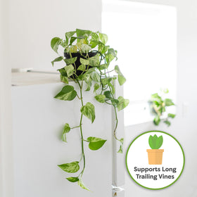Perfect Plants organic medium for indoor gardening in clay pots and planters.