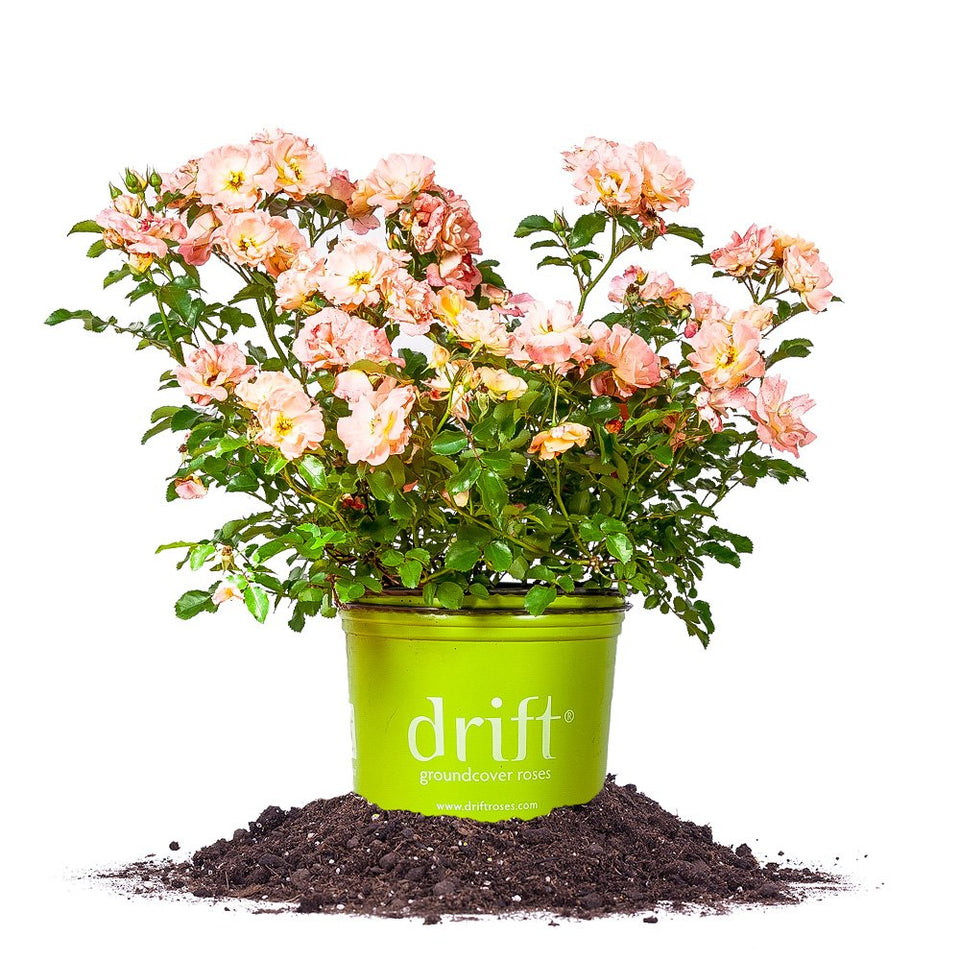 Perfect Plants Peach Drift bloom close-up highlighting peach petals for vibrant border color