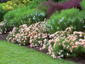 Perfect Plants Peach Drift size and spacing depiction in a compact landscape