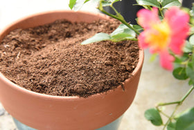Perfect Plants peat moss closeup shows fibrous, airy texture for soil mixes.