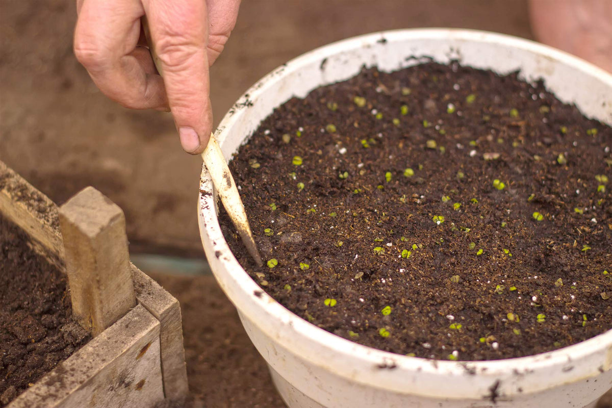 Perfect Plants peat moss for indoor and outdoor container use.