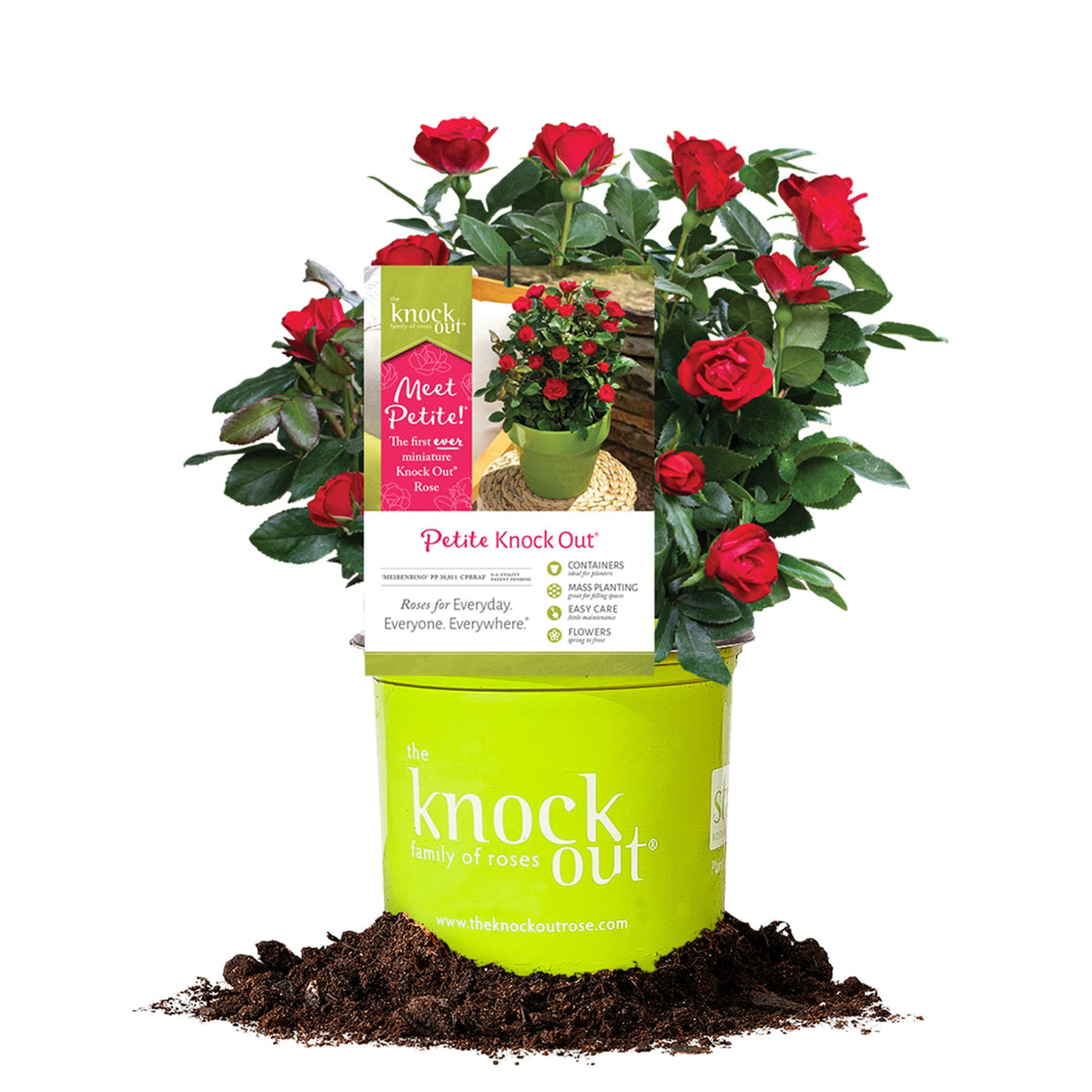 Perfect Plants Petite Knock Out Rose Bush 1-gallon pot with red blooms for sunny borders.