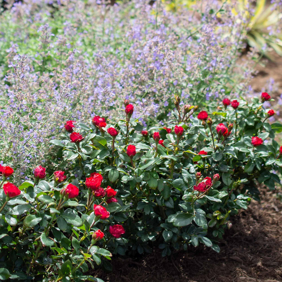 Perfect Plants Petite Knock Out Rose Bush ideal for borders and compact spaces.
