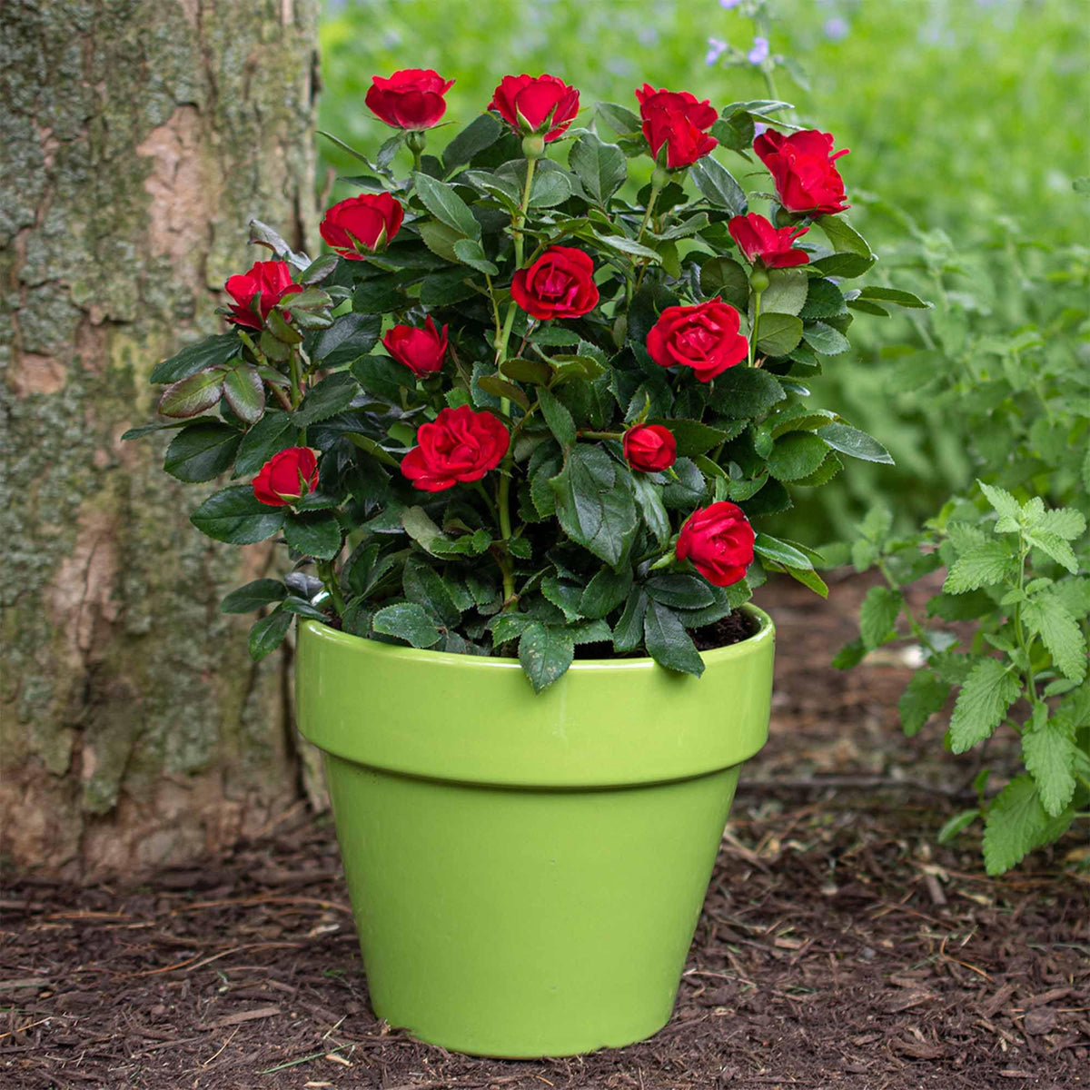 Perfect Plants Petite Knock Out Rose Bush container-friendly for patios and balconies.