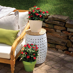 Perfect Plants Petite Knock Out Rose Bush lush green foliage highlights vibrant flowers.