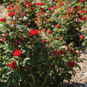 Perfect Plants Petite Knock Out Rose Bush red blooms brighten pathways and beds.
