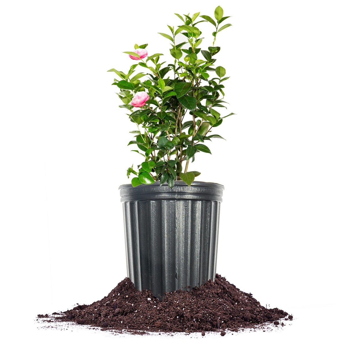 Perfect Plants Pink Perfection Camellia Bush in bloom adds curb appeal in spring