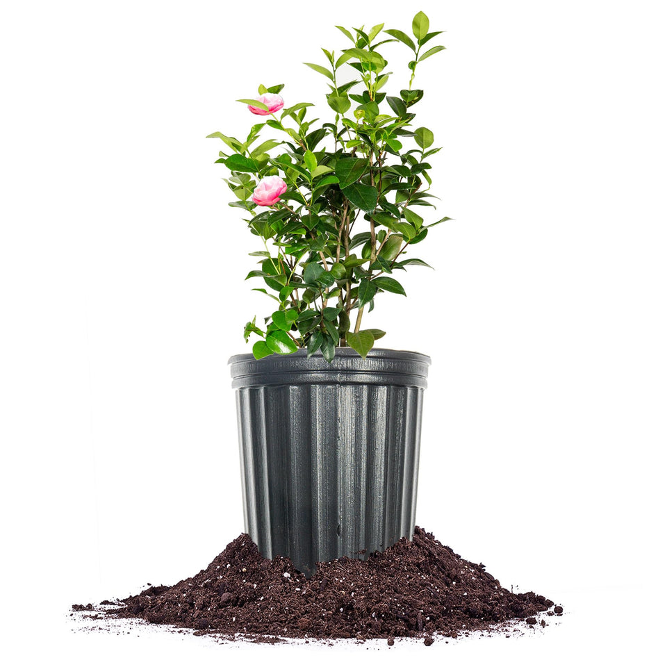 Perfect Plants Pink Perfection Camellia Bush in bloom adds curb appeal in spring