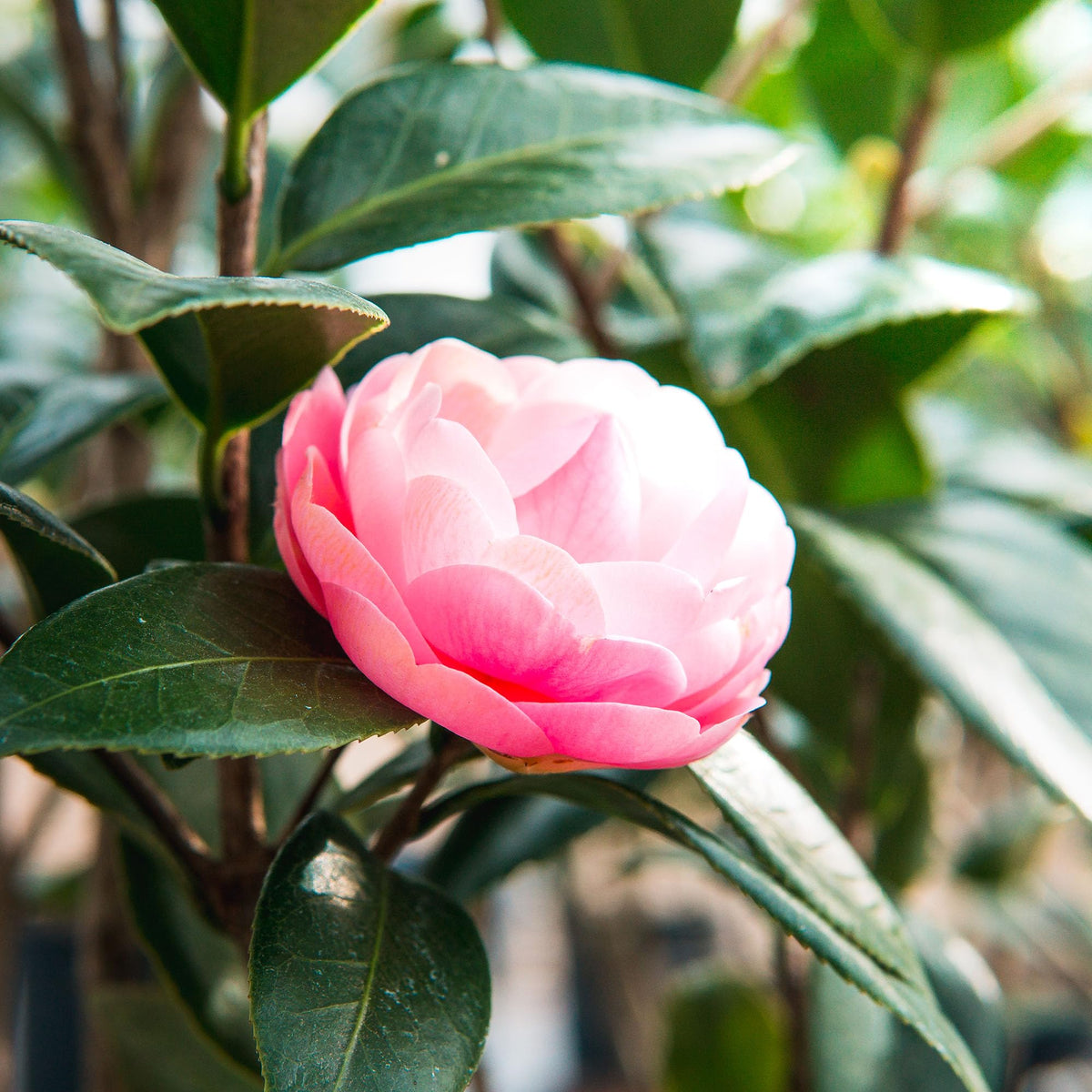 Glossy evergreen leaves of Perfect Plants Pink Perfection Camellia for year-round structure