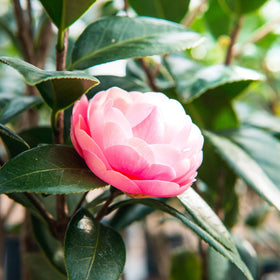 Glossy evergreen leaves of Perfect Plants Pink Perfection Camellia for year-round structure