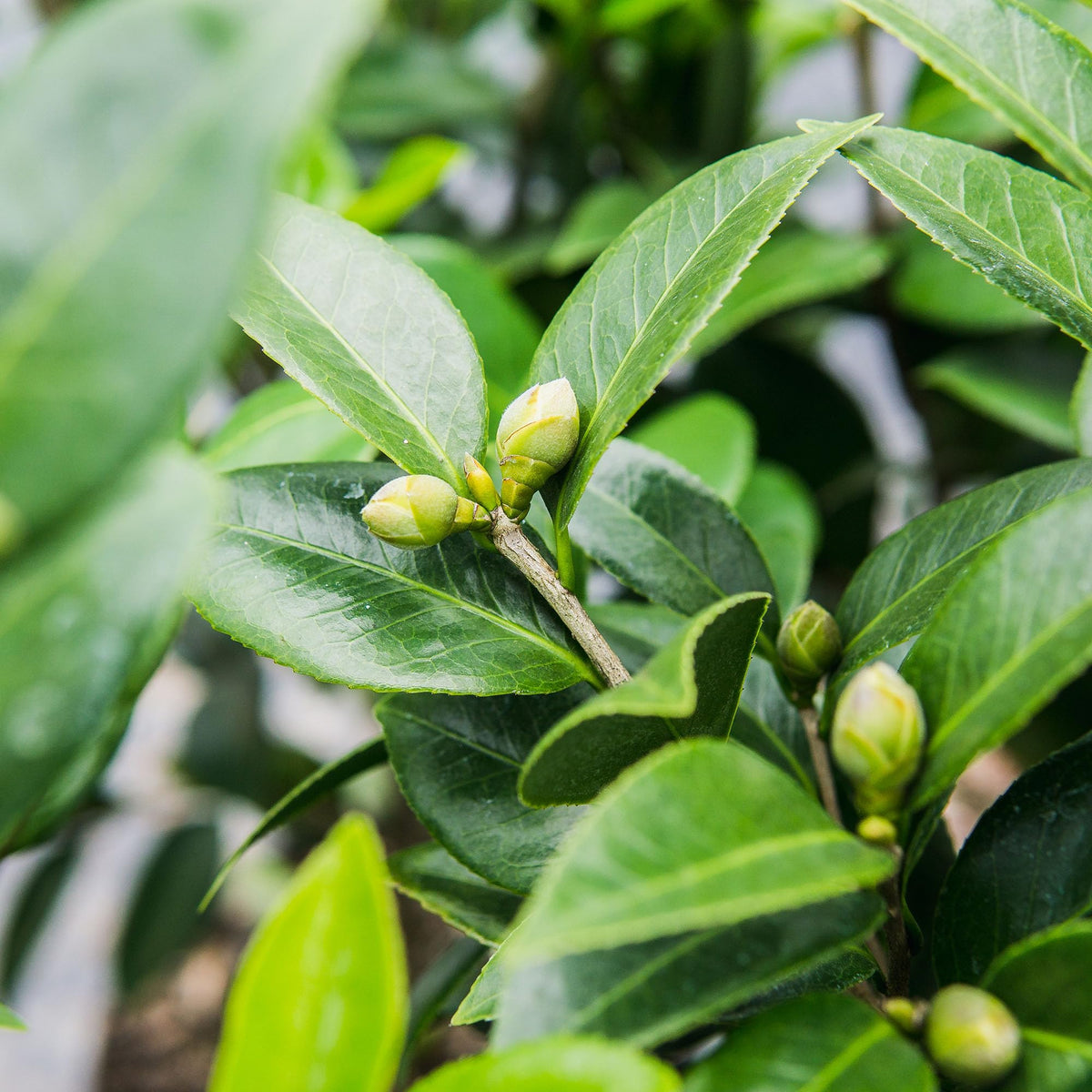 Perfect Plants Pink Perfection Camellia used as an elegant landscape shrub