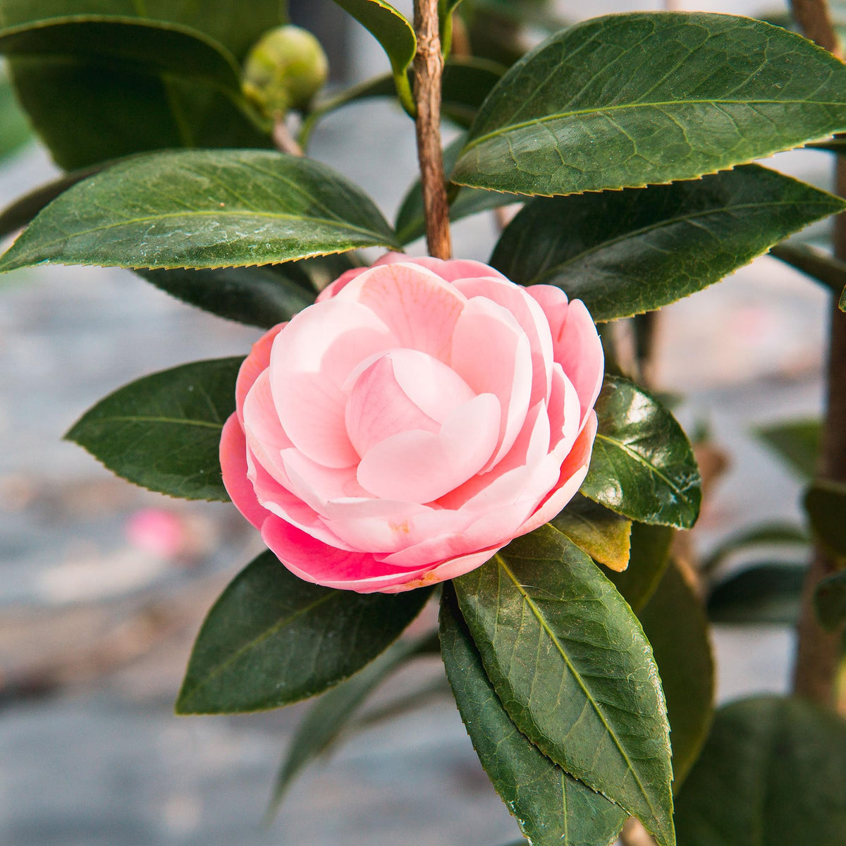 Close-up of pale pink double flowers on Perfect Plants Pink Perfection Camellia