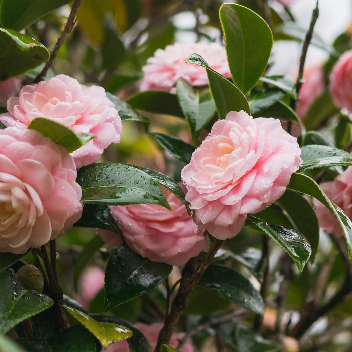 Pink Perfection Camellia blooming in late winter to early spring for garden drama
