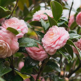 Pink Perfection Camellia blooming in late winter to early spring for garden drama