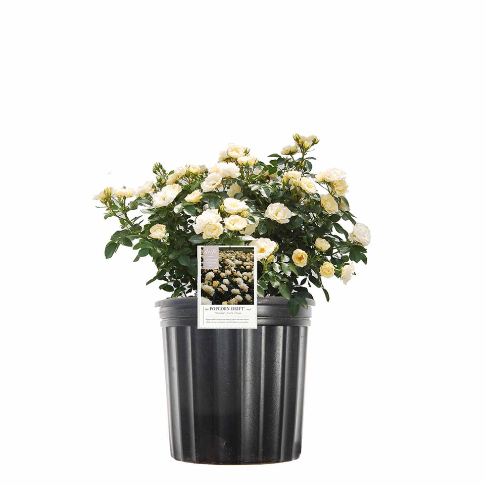 Perfect Plants Popcorn Drift Rose 1G in pot with pale gold blooms, ideal for borders.