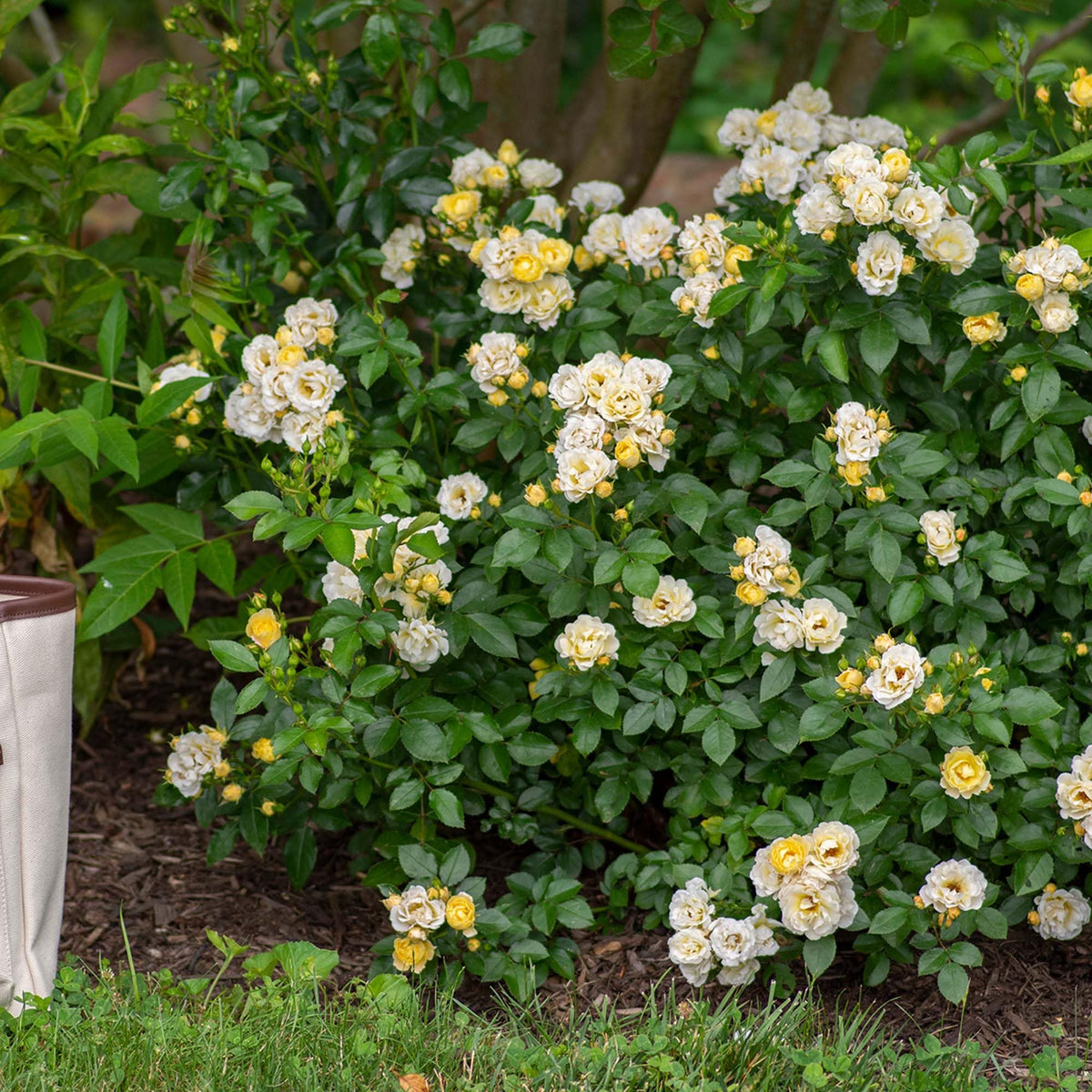 Perfect Plants Popcorn Drift Rose edging mulch beds beside a walkway.