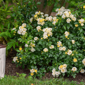 Perfect Plants Popcorn Drift Rose edging mulch beds beside a walkway.