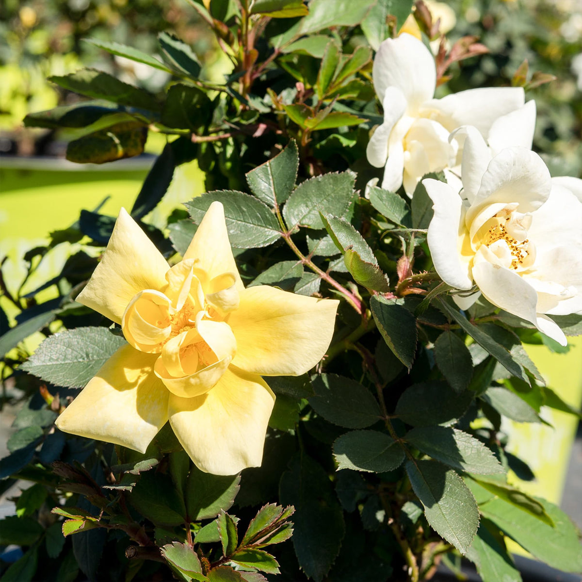 Perfect Plants Popcorn Drift Rose compact 1-2 ft tall, 2-3 ft wide.