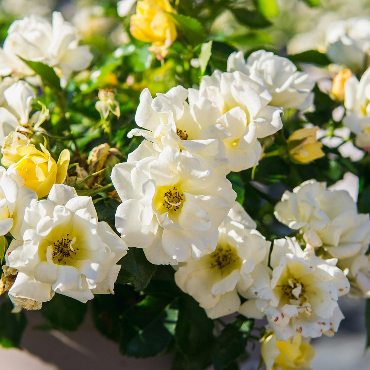 Perfect Plants Popcorn Drift Rose displays groundcover habit along a garden bed.