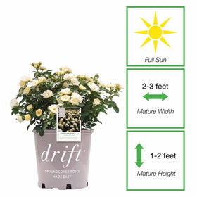 Perfect Plants Popcorn Drift Rose showing pale yellow flowers and dense green foliage for sunny beds.