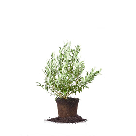 Perfect Plants Premier Blueberry Bush leaves close-up shows lush foliage for outdoor planting.