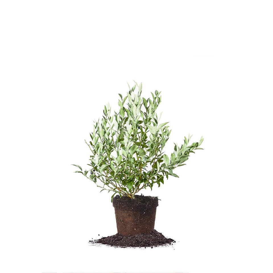 Perfect Plants Premier Blueberry Bush leaves close-up shows lush foliage for outdoor planting.