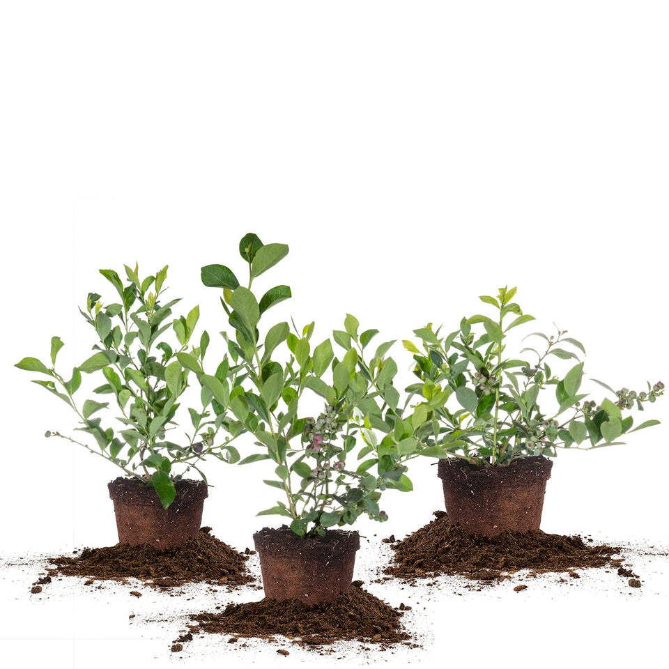 Perfect Plants Rabbiteye blueberry bush in a 1-gallon pot ready for home planting.
