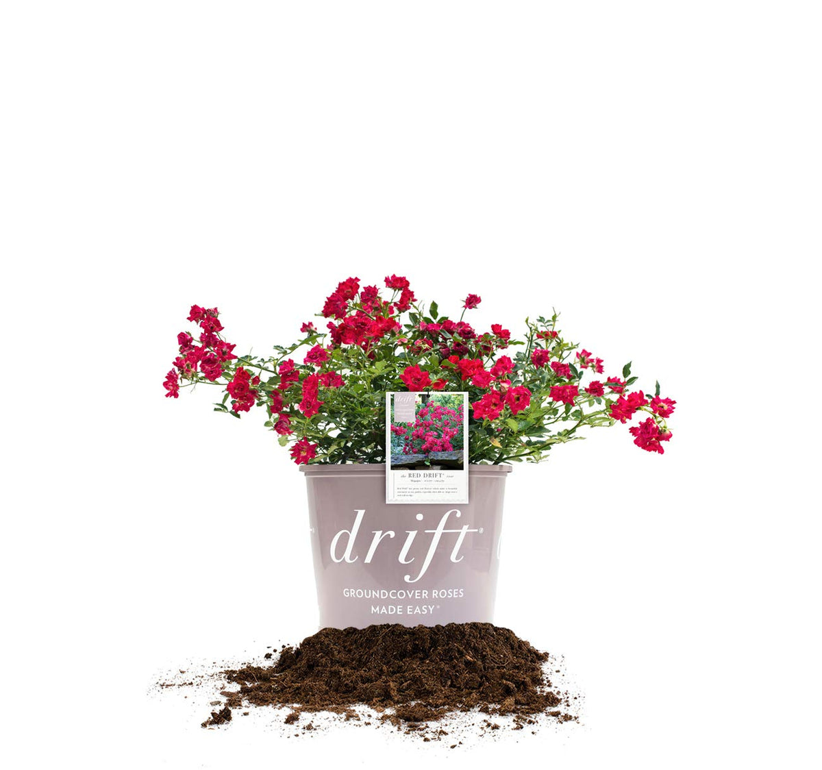 PERFECT PLANTS Red Drift Rose bloom close with candy-pink petals brightening garden beds.