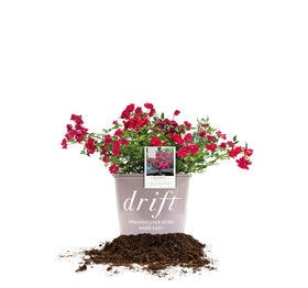 PERFECT PLANTS Red Drift Rose bloom close with candy-pink petals brightening garden beds.