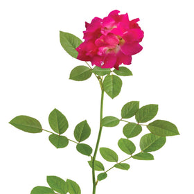 PERFECT PLANTS Red Drift Rose foliage in dark green tones complements sunny borders.