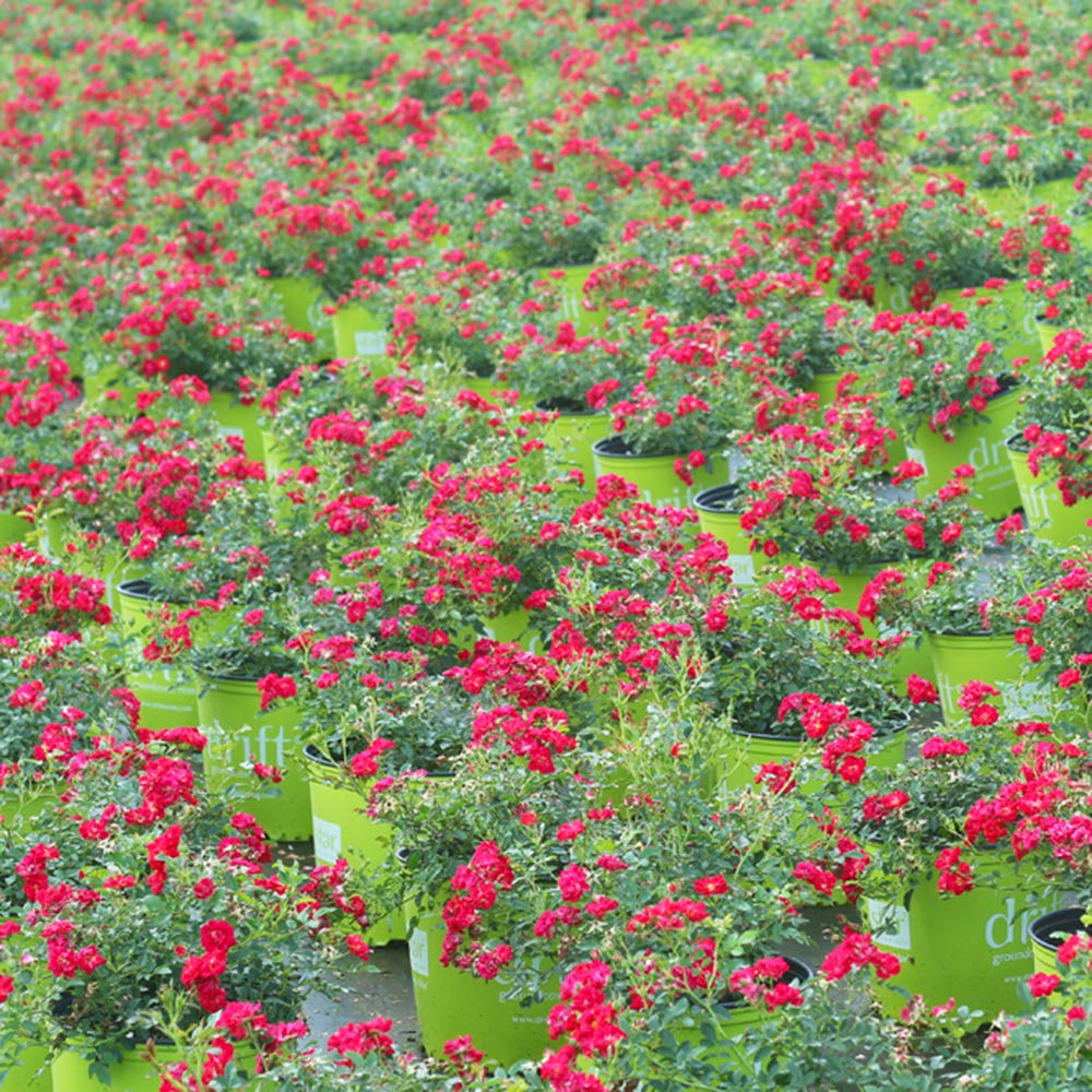 PERFECT PLANTS Red Drift Rose adds color along walkways and patios.