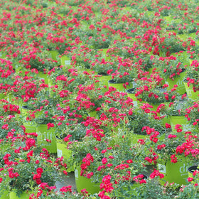 PERFECT PLANTS Red Drift Rose adds color along walkways and patios.