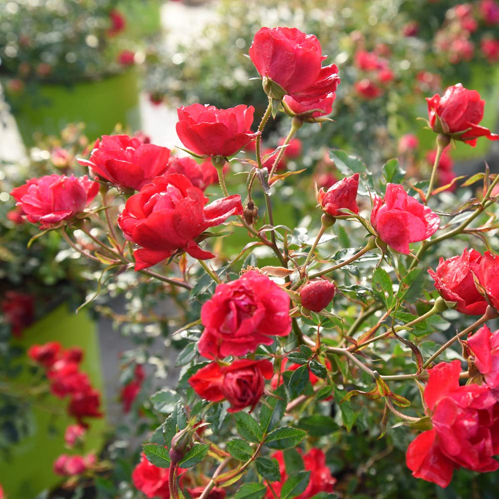 PERFECT PLANTS Red Drift Rose thrives in full sun for vibrant, low-maintenance borders.