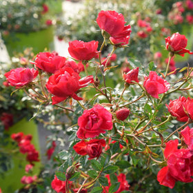 PERFECT PLANTS Red Drift Rose thrives in full sun for vibrant, low-maintenance borders.