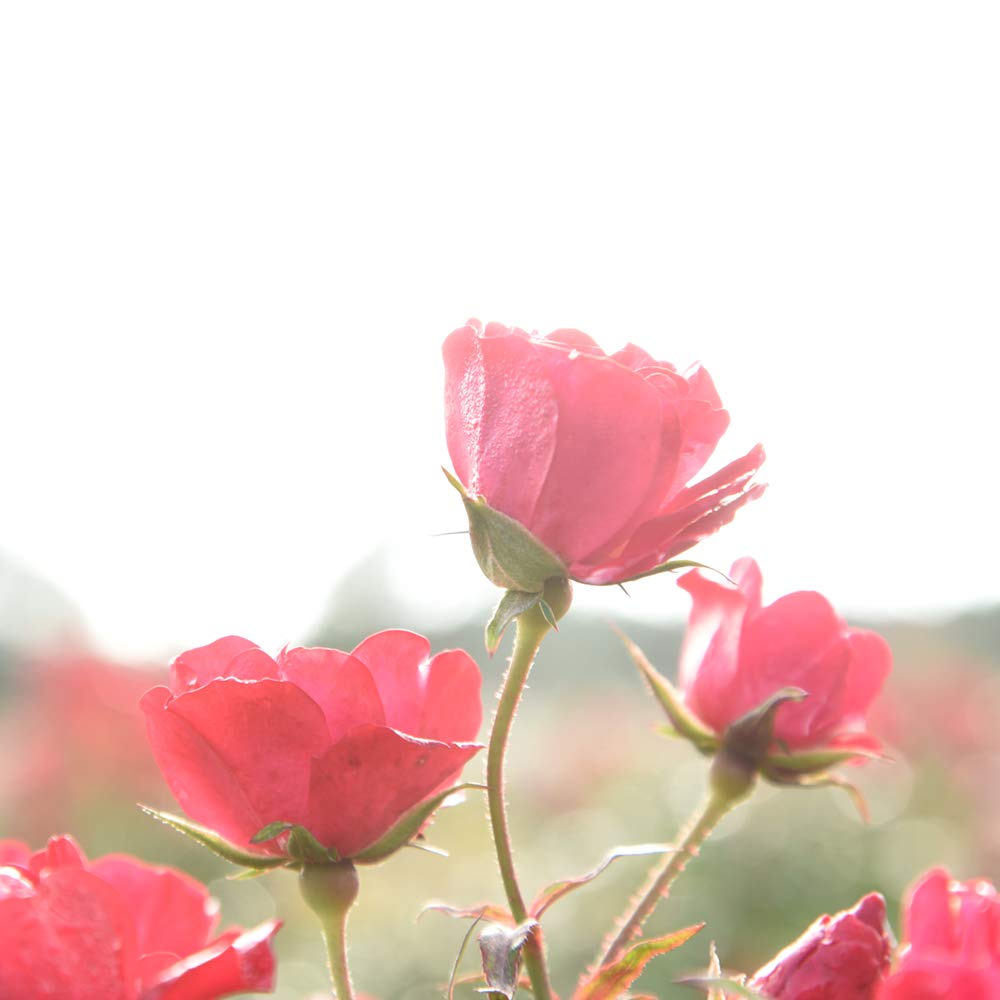 PERFECT PLANTS Red Drift Rose grows 1-2 ft high and 2-3 ft wide.
