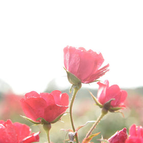 PERFECT PLANTS Red Drift Rose grows 1-2 ft high and 2-3 ft wide.
