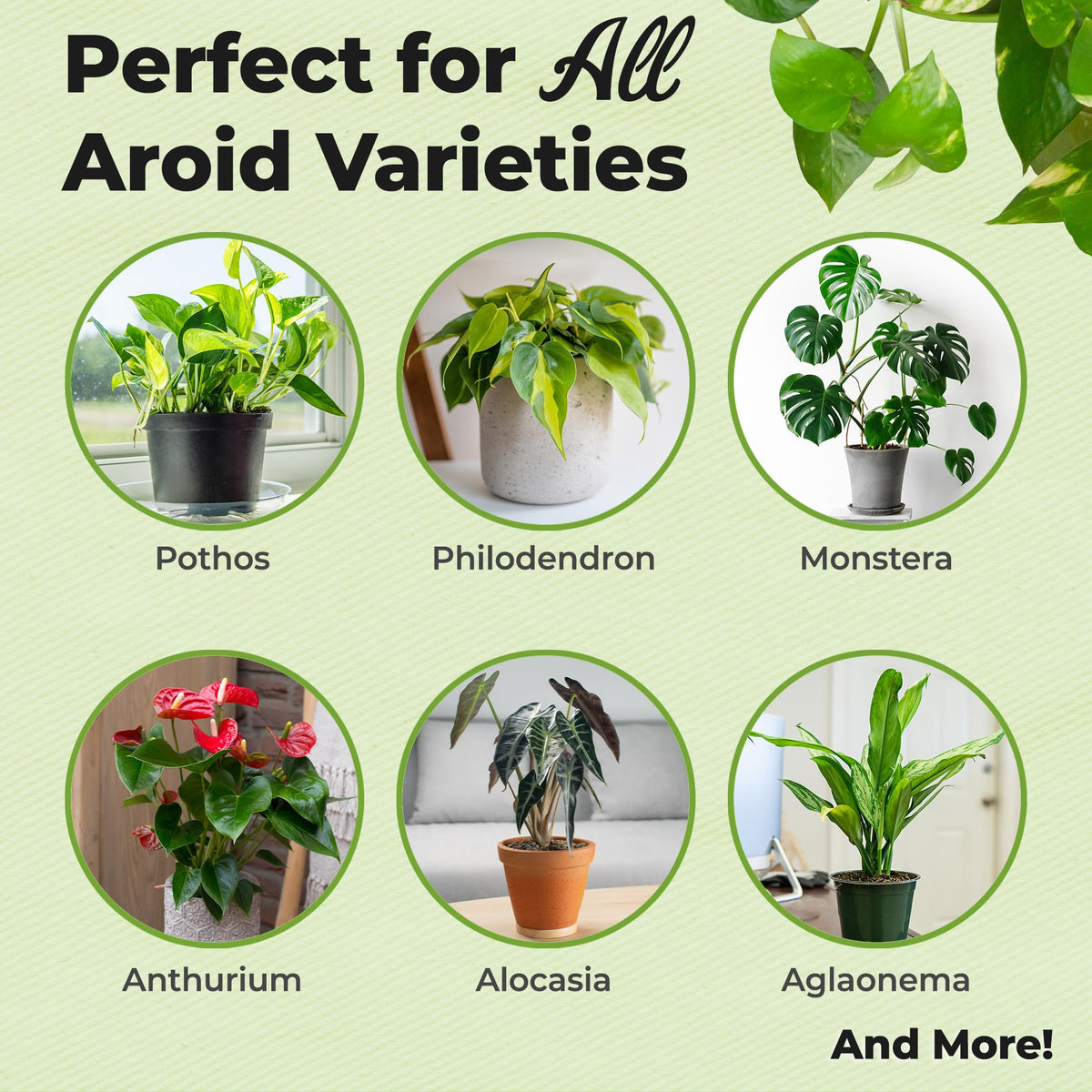 PERFECT PLANTS root aeration charcoal and perlite for drainage.
